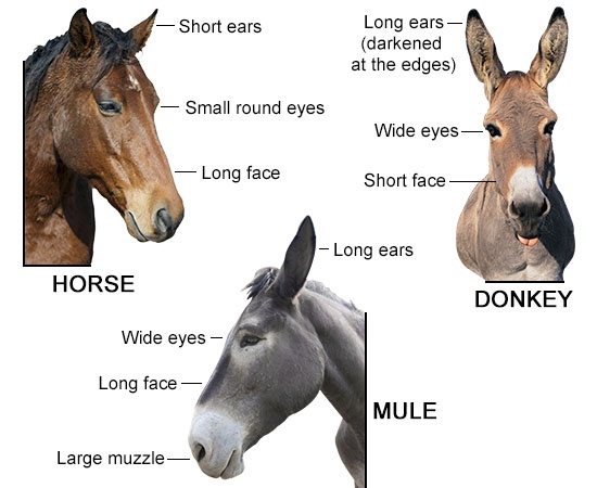 donkey-horse-mule-difference-in-features