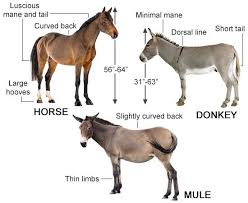 mule parentage