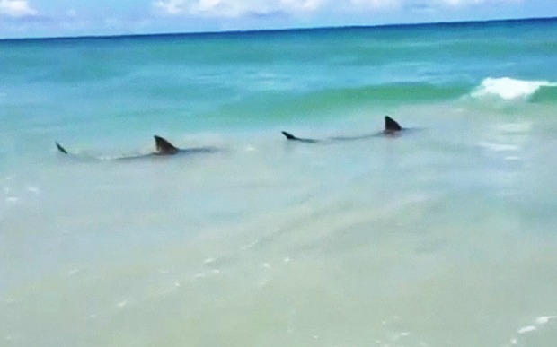 sharks_on_US_beach_3343984b
