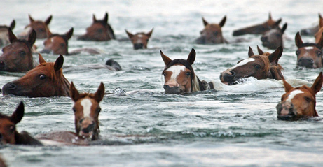 swimminghorses